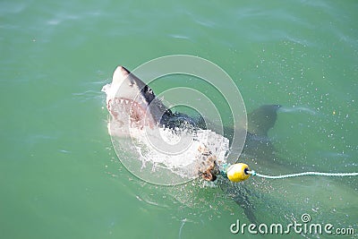 Great White Shark Attacking Decoy 2