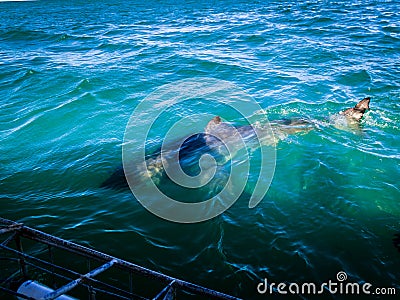 Great white shark circles divers shark cage