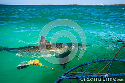 Great white shark circles shark cage being lowered into ocean