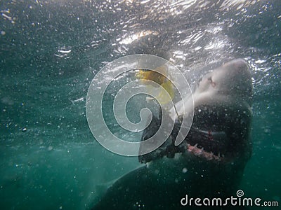 Great white shark eats fish next to divers cage