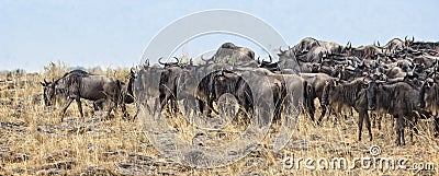 Great Wildebeest Migration