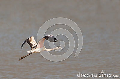 Greater Flamingo on flight