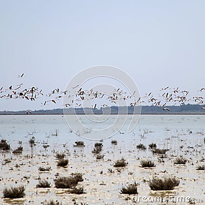 Greater Flamingos in flight over Salt Lake in Cyprus