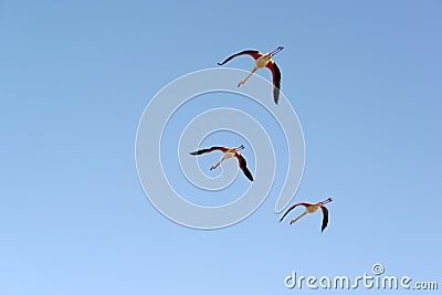 Greater flamingos in flight