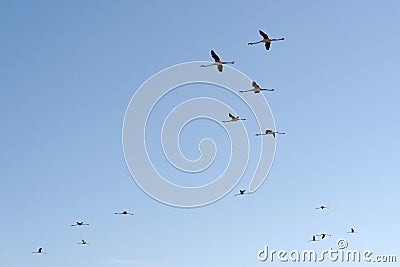 Greater flamingos in flight