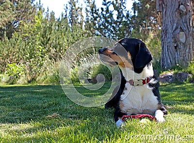Greater Swiss Mountain Dog Looking To The Side