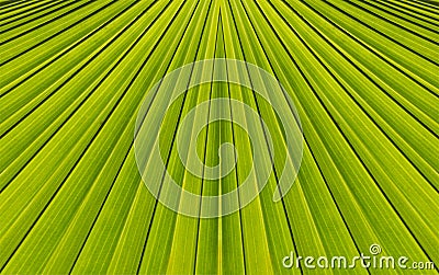 Green abstract background from leaf pattern