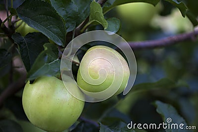 Green apples growing on the tree