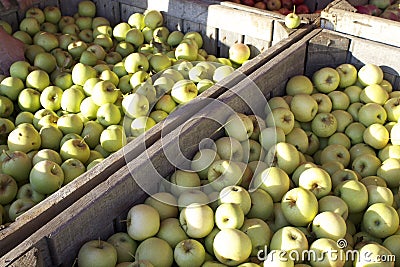 Green Apples Harvest