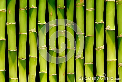 Green Bamboo Stems Natural Plant Background