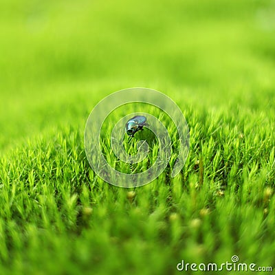 Green beetle