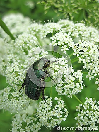 Green beetle