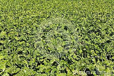 Green beets in the field in sunshine