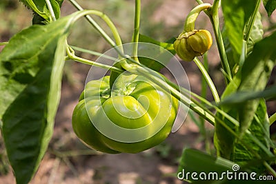 Green bell pepper