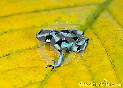 Green and black poison dart frog , costa rica