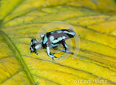 Green and black poison dart frog , costa rica