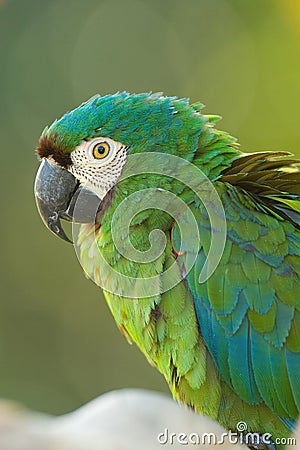 Green and blue parrot