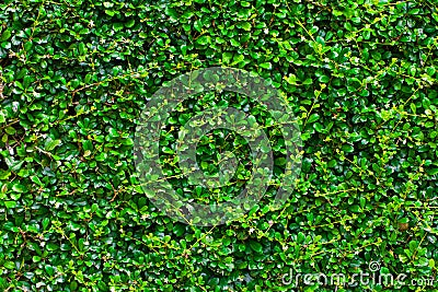 Green box hedge background with green leaves