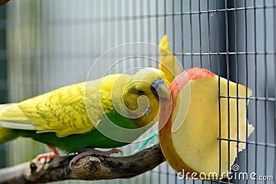 Green budgie eating apple