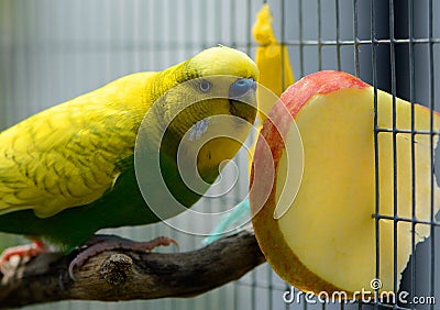 Green budgie eating apple