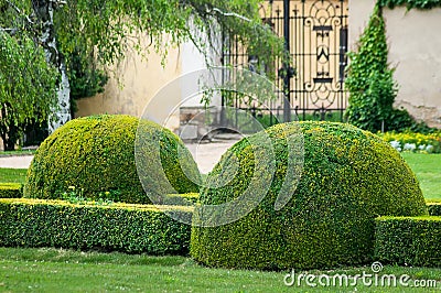 Green bush