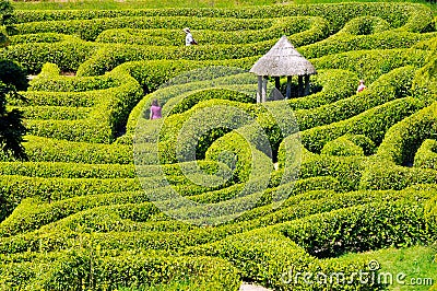 Green bushes labyrinth, hedge maze