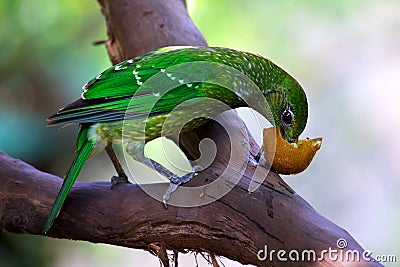  - green-catbird-eating-fruit-perched-tree-branch-photographed-bird-sanctuary-port-douglas-north-queensland-australia-30533436