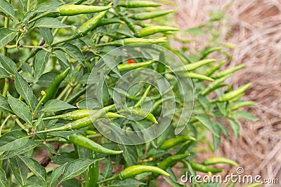 Green chili on chili tree