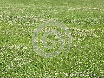 Green clover field