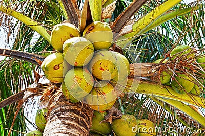 Green coconut at palm tree