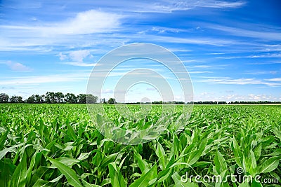 Green corn field