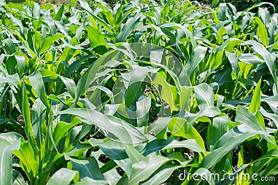 Green corn field, farming field