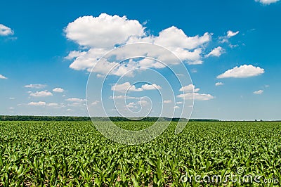 Green corn field in the summer sun