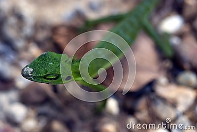 Green crested lizard, Semenggoh Reserve, Sarawak, Borneo, Malays