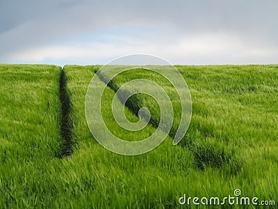Field of green grain with track uphill
