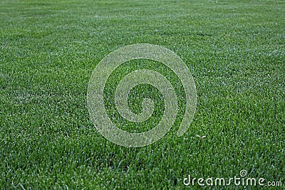 Green Cut Grass