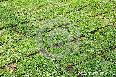 Green field of grass background