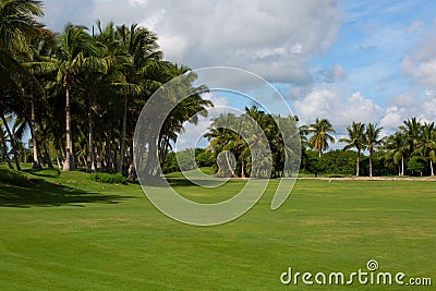 Green field with palm trees