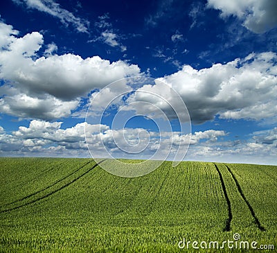 Green field of wheat over an amazing cloudscape