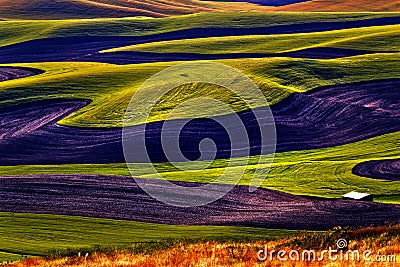 Green Fields Black Land Patterns Palouse