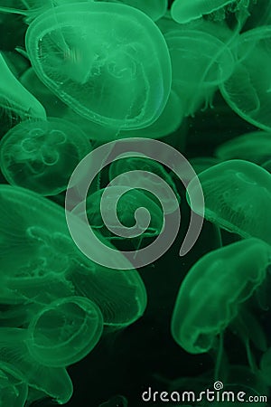 Green Fluorescent Jellyfish Underwater
