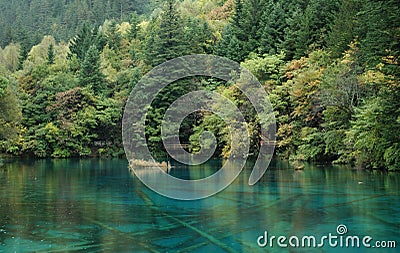 Green forest with a clean blue lake