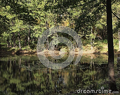 Green forest and its reflection in water: landscap