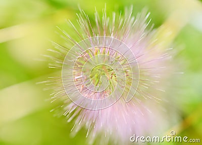 Green fox tail grass