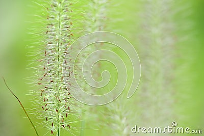 Green fox tail grass