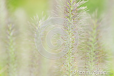 Green fox tail grass