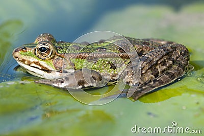 Green frog