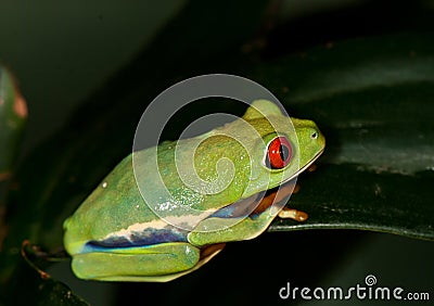 Green frog on a leaf