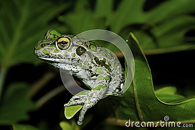 Green Frog on Plant