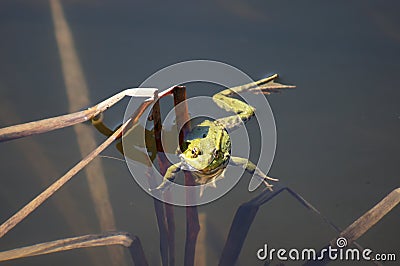 Green frog in the pond.